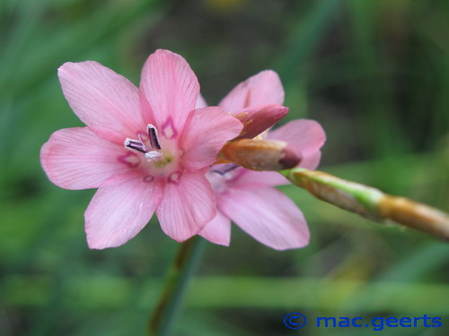 Dierama dracomontanum